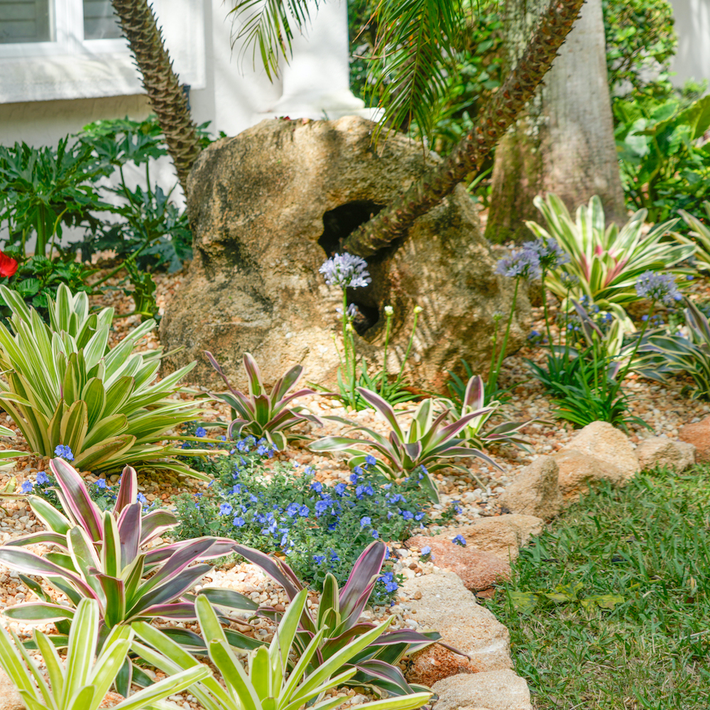 A beautiful pam coming through a customized rock feature in a garden in Jacksonville Beach