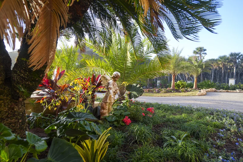 A lady palm tree with fan shaped fronds