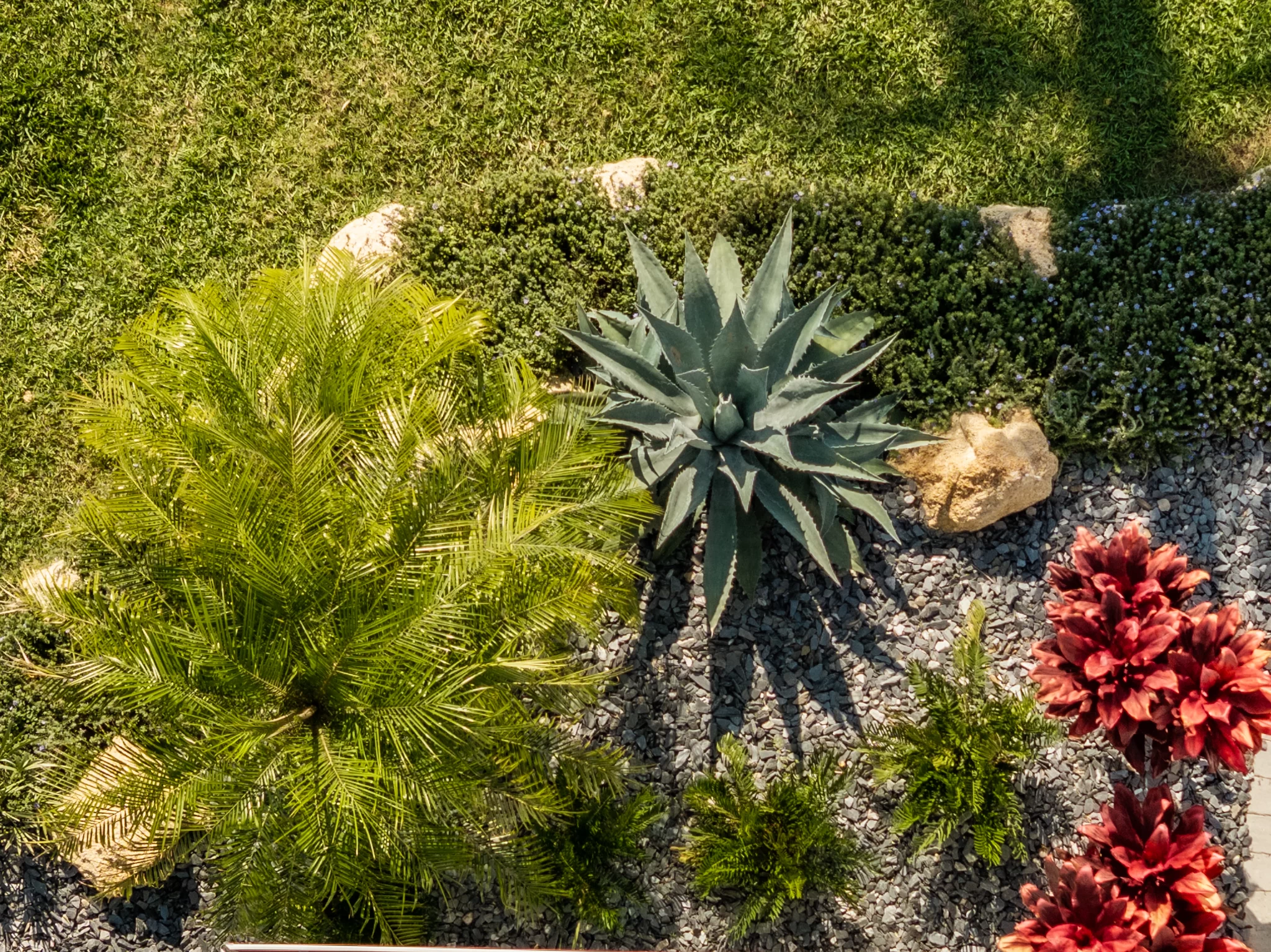 Tropical Palm Entry Palm tree installation in Jacksonville Beach with shrubs, ornamentals, and coastal curb appeal